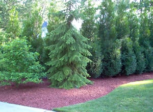 benefits-of-mulch